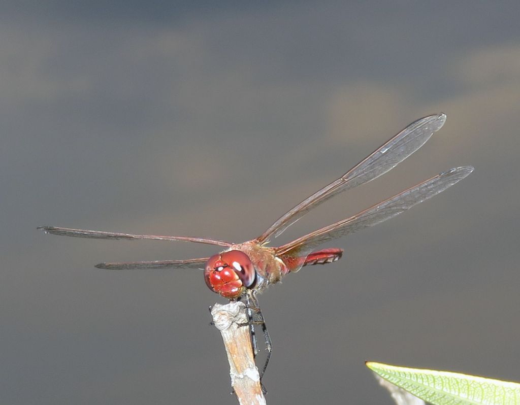 Sympetrum striolatum f. e Sympetrum fonscolombii m.